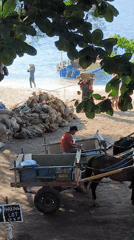Horse carts and vehicles gather at Indonesian beachside location