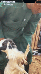 Veterinary anatomy work and everyday life in Bukuru, Nigeria