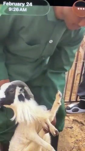 Veterinary anatomy work and everyday life in Bukuru, Nigeria