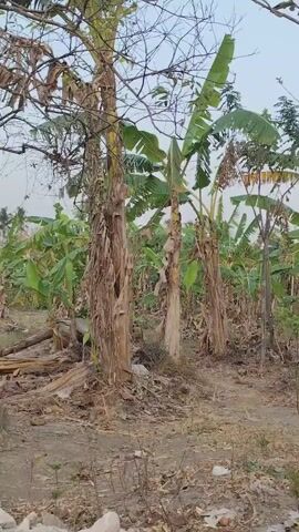 The video shows a dense banana plantation with several large trees in the foreground. The ground is covered with dry leaves and dirt. The sky is overcast. There are no people or animals visible in the video.