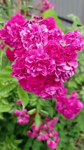 The video shows a close-up view of a rose bush with clusters of vibrant pink roses and green leaves. The camera pans slightly, focusing on the textured petals of the flowers and the dewdrops on the leaves. In the background, out of focus, a hint of a brick wall and some grass can be seen, suggesting an outdoor garden setting. The lighting is soft, possibly indicating an overcast day or early morning.