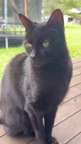 A black cat is sitting on a wooden deck, looking to the left. The cat has yellow eyes and is facing slightly away from the camera. In the background, there is green grass and a blurry structure that appears to be a trampoline. The lighting suggests it is daytime.