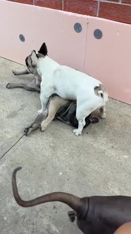 Two French bulldogs are playing on a concrete surface. The dog on top is white with brown markings, and the dog on the bottom is dark gray. The white dog is straddling the gray dog, who is lying on its back. The dogs' tails are wagging. In the background, there is a pink wall with some circular gray objects attached to it.