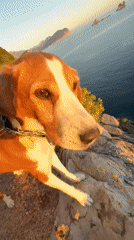 Dog sits on cliff overlooking sea in Montenegro