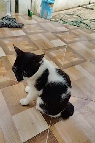 The video shows a black and white cat sitting on a wood-look tile floor, looking down. The camera moves to show a white cat playing around a green bucket and mop in the background. The black and white cat watches the white cat, then the camera focuses on the tiled floor.