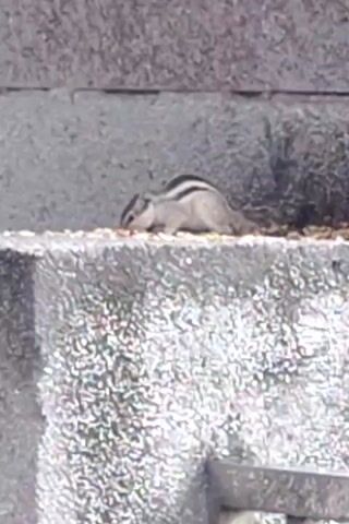 A chipmunk is shown eating seeds on a ledge. The chipmunk is light brown with black stripes on its back. The ledge appears to be made of concrete. The background is a gray wall.