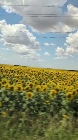 A wide, flat field of sunflowers stretches to the horizon under a bright blue sky dotted with fluffy white clouds. Power lines are strung across the top of the frame, and the foreground is slightly blurred, suggesting the video is being filmed from a moving vehicle. The sunflowers are densely packed, creating a vibrant yellow carpet that dominates the landscape. The overall impression is one of natural beauty and vastness.