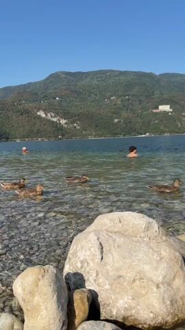A young person swims in a clear lake. Several ducks swim nearby. Mountains form the background. A rock-strewn shore is in the foreground.
