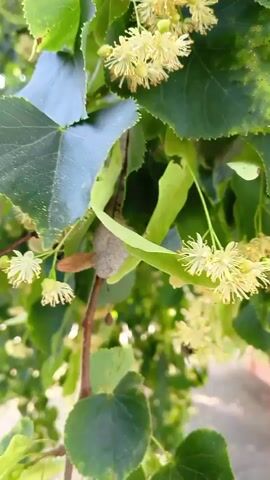 The video shows a close-up view of linden tree blossoms and leaves. The blossoms are small, yellowish, and clustered together, with some appearing to be in various stages of bloom or wilting. The leaves are heart-shaped and a vibrant green. The camera pans slowly, offering different perspectives of the branches laden with flowers and foliage. In the background, a blurred area suggests an outdoor setting, possibly a path or ground, with hints of sunlight filtering through the leaves, indicating it's daytime. A small insect, possibly a bee, is briefly visible near one of the blossom clusters, suggesting pollination activity. The overall impression is one of nature in bloom, likely during late spring or early summer. There is no visible text in the media file. The location context provided is Peskaŭski sel'ski Save, Belarus.