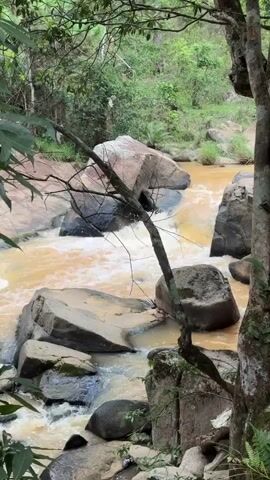 The scene is a river flowing through a rocky, forested area. The water is a brownish-yellow color, suggesting the presence of sediment or tannins. Large, grey rocks are scattered throughout the riverbed, creating small waterfalls and rapids as the water flows around them. A tree with bare branches is in the foreground, partially obscuring the view of the river. The background is filled with lush green vegetation, indicating a dense forest environment.