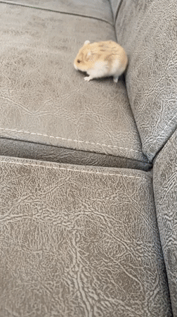 Hamster at home in Bayrampaşa, in and out of its cage