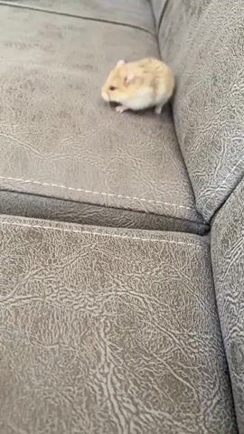 A hamster is seen moving on a textured grey surface, likely a couch. In the background, several plastic water bottles and a clear plastic bag containing green items are visible, along with a black circular object. The hamster appears to be exploring its surroundings.