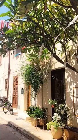 The video shows a narrow, sun-drenched street lined with tall, light-colored buildings. Red and white ribbons are strung across the street, creating a festive atmosphere. Bicycles are parked along the sides of the street, and potted plants and cacti add greenery to the scene. The buildings have wooden shutters and balconies, and some have air conditioning units installed. The sky is a clear blue. The camera pans down the street, revealing more of the decorated buildings and the pedestrian walkway.