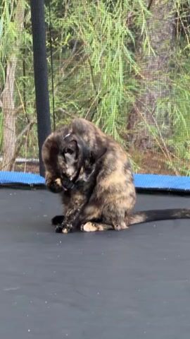 A tortoiseshell cat sits on a black trampoline surface with a green mesh enclosure behind it. The cat is grooming itself, using its left paw to clean its face. The cat's body is curled around its head as it licks its paw. The cat's tail is extended to the right. The trampoline is outdoors, as indicated by the green foliage in the background.