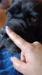 Morning bonding session with black dog in Brovary apartment