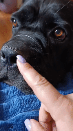 Morning bonding session with black dog in Brovary apartment