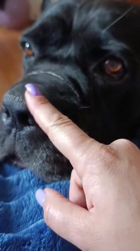 Morning bonding session with black dog in Brovary apartment