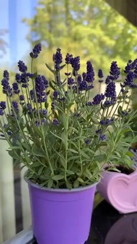 A lavender plant in a purple pot is shown in close-up, with other plants and decorative items in the background. The scene appears to be on a windowsill or table, with greenery and a blue sky visible through a window. The lavender plant is in full bloom, with numerous purple flower spikes. A pink heart-shaped pot with a small green plant is to the right of the lavender, and behind that is a potted plant with dark leaves in a black and white patterned pot. To the right of that, a Ukrainian flag is planted in a pot, and a small angelic figurine stands next to it. A glass with a red beverage is visible in the far right background. The video pans slightly to the right, showing the other plants and decorations.
