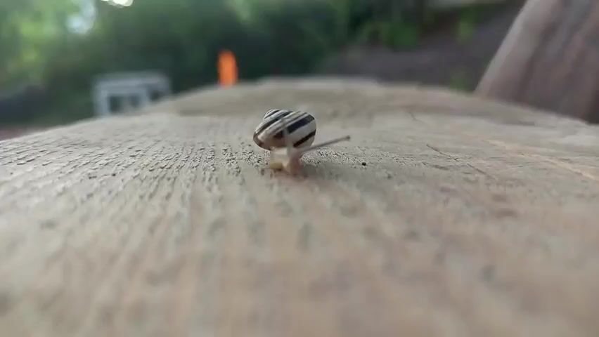 A small snail with a striped shell slowly moves across a rough wooden surface. The snail's antennae are extended, and it appears to be leaving a trail. The background is blurred, showing green foliage and hints of an orange flame, possibly from a fire, in the distance. The lighting suggests it is daytime, perhaps late afternoon or early evening, with soft light filtering through. The focus is entirely on the snail and the texture of the wood.