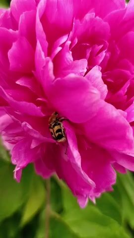 The video shows a close-up view of a bright pink peony flower. A small insect, likely a bee or a wasp, with black and yellow stripes, is visible nestled among the petals of the flower. The background consists of blurred green foliage. The camera remains mostly still, with slight movements that bring the insect into clearer focus at times.