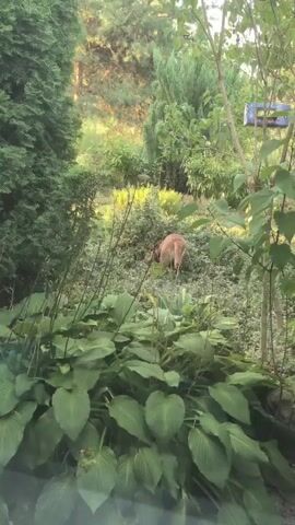 A tan dog with its back to the camera is foraging in thick green foliage. The dog's head is down, suggesting it is sniffing or eating something. The surrounding environment is a lush garden with various plants, including large-leafed hostas in the foreground and tall evergreen trees and shrubs in the background. The lighting suggests it is either early morning or late afternoon. A bird feeder is visible hanging from a tree branch on the right side of the frame.