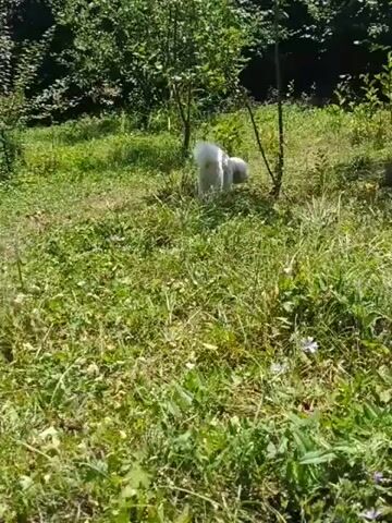 A small white fluffy dog stands in a grassy field surrounded by trees. The dog is facing away from the camera and appears to be looking at something in the distance. The sun is shining, casting shadows on the ground. The dog's tail is wagging.