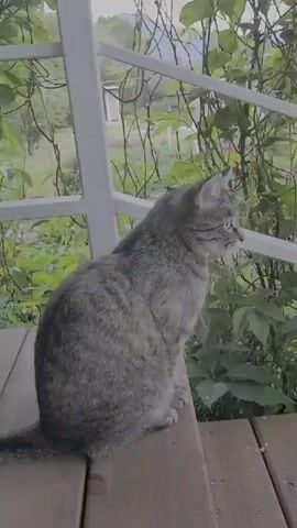 A grey tabby cat sits on a wooden deck next to a white railing, looking outwards. The cat then turns and walks away from the camera. Green foliage is visible beyond the railing.