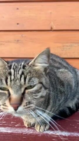 A tabby cat is shown resting its head down with its eyes closed. The cat is positioned on a red surface in front of a wooden wall. As the video progresses, the cat briefly opens its eyes and turns its head to the side, then resumes resting its head.