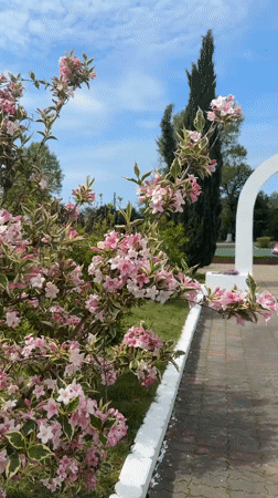 Spring blooms and memorials documented in Novomikhaylovsky, Russia