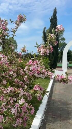 Spring blooms and memorials documented in Novomikhaylovsky, Russia