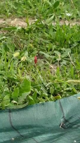 A close-up, slightly blurry video focuses on a patch of green grass and some weeds. In the center, a single red object, appearing to be a poppy bud, stands out against the greenery. The camera is positioned low to the ground, and a portion of a green fabric, possibly landscaping material, is visible at the bottom edge of the frame. The lighting suggests an outdoor, daytime setting.