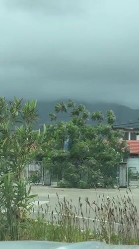 Strong winds shake trees in Bar, Montenegro morning