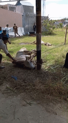 Ritual cow slaughter and preparation documented in Lhokseumawe, Indonesia