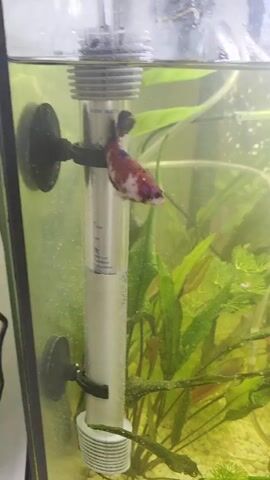 A betta fish with white, red, and blue coloration swims in an aquarium. It is positioned to the left of the frame, facing right, and its body is parallel to a submerged aquarium heater. The heater is silver and cylindrical with a white base, and it is attached to the glass with two black suction cups. Green aquatic plants are visible in the background, along with a circular white object, possibly a suction cup or filter attachment, to the right of the fish. The water appears slightly cloudy.