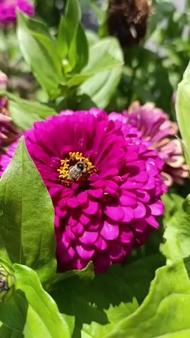 A close-up shot shows a bumblebee collecting nectar from a vibrant pink zinnia flower. The bee is positioned in the center of the flower, its body covered in pollen. The flower has many petals, and the background is blurred, with green leaves and other flowers visible. The lighting is bright, suggesting it is a sunny day.