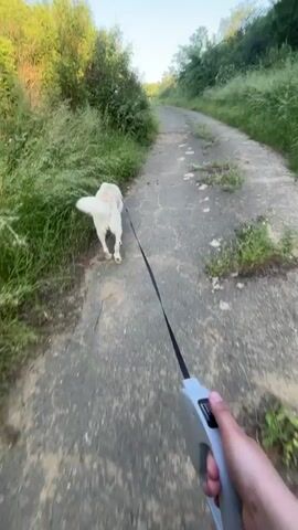 A first-person perspective shot captures a walk along a narrow, cracked asphalt path. A pale golden retriever leads the way on a retractable black leash, its tail wagging. The person holding the leash has light skin and uses a gray retractable leash holder, occasionally pressing the button on the holder. The path is bordered on both sides by dense green vegetation. The sky is bright and clear.
