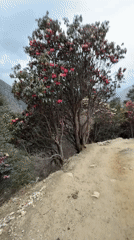Hiker captures serene mountain trail in Tengboche, Nepal