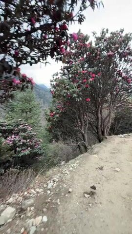 The video captures a serene view of a dirt hiking trail in a mountainous region, specifically identified as Tengboche, Nepal. The scene is dominated by lush vegetation, with numerous trees lining the path. Prominently featured are several rhododendron trees in full bloom, showcasing vibrant pink and white flowers that add a splash of color to the landscape.

The unpaved path, made of dirt and small rocks, winds gently downhill, disappearing into the distance. In the background, towering mountains rise majestically, partially obscured by a cloudy, overcast sky, suggesting cool weather conditions. Tall pine or fir trees are interspersed among the flowering rhododendrons, creating a dense forest environment.

A lone individual can be seen walking down the trail in the distance, providing a sense of scale and indicating ongoing activity on the path. The video begins with a close-up of a rhododendron tree on the left, then slowly pans to the right, revealing more of the path, the distant walker, and the expansive mountain scenery. The overall impression is one of natural beauty and tranquility, characteristic of high-altitude trekking routes. No visible text is present in the video.