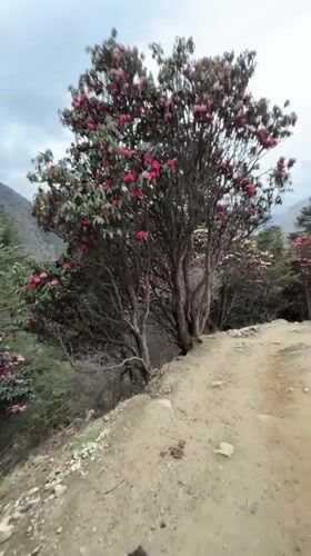 Hiker captures serene mountain trail in Tengboche, Nepal