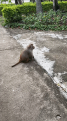 Macaque monkeys feeding and nurturing observed in Ninh Ích, Vietnam