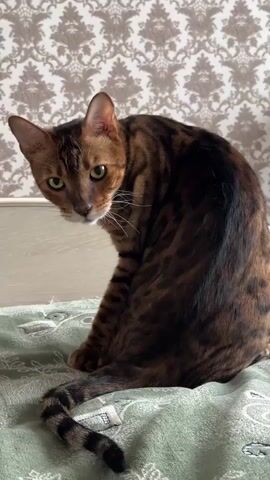 A Bengal cat with brown and black spotted fur sits on a green textured blanket. The cat is looking at the camera with green eyes. The background is a wall with patterned wallpaper. The video is 5 seconds long and consists of a static shot of the cat.