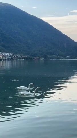 The video shows two swans swimming in a lake. One swan is in the foreground, and the other is slightly behind it. Both swans are facing to the right. The water is calm, with gentle ripples. In the background, there is a town nestled on the shore of the lake, with houses and buildings visible. Beyond the town, a forested mountain rises steeply. The sky is partly cloudy. The overall scene is tranquil and scenic.