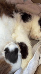 Mother cat with kittens, pool construction documented in Montenegro