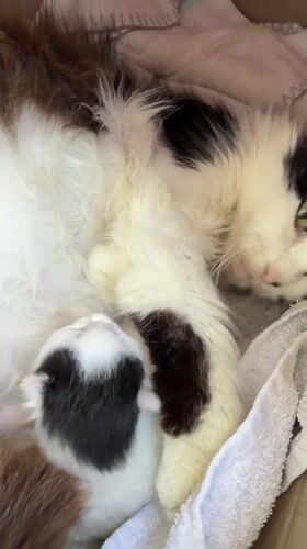 Mother cat with kittens, pool construction documented in Montenegro