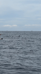Dolphins spotted swimming in Indonesian waters from boat