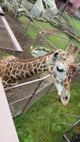 A close-up video shows the head and neck of a giraffe from a high angle. The giraffe is wearing a patterned coat of brown and white spots and is looking down towards the camera. The giraffe is leaning over a beige metal fence. Behind the fence is a grassy area and a muddy enclosure with some rocks and a small pond. In the background, there are more fences, some trees, and structures that appear to be part of a zoo enclosure. The giraffe's head moves from right to left in the frame as it appears to be interacting with something just out of view.