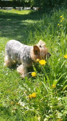 Yorkshire Terrier explores dandelion field near automated lawn equipment