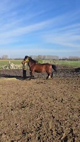 The video shows a brown horse with a black mane and tail running in a muddy paddock on a sunny day. The horse is wearing a yellow halter. The paddock is surrounded by a wooden fence and some trees. In the background, there is a field, more trees, and powerlines. The camera follows the horse as it moves. The shadow of the person holding the camera is visible in the foreground.
