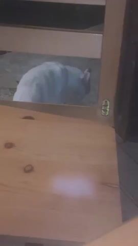 A cat is visible through the wooden slats of a light-colored wooden chair. The cat, appearing to be a Siamese mix with light fur and darker points on its face and ears, is looking downward and slightly to the right. It appears to be on a paved or ground surface in a dimly lit outdoor environment. The cat meows multiple times. The wooden chair occupies the foreground, partially obscuring the view of the cat.