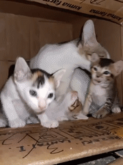 Cat family shelters in pharmacy box in Lhokseumawe
